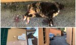 Gattina investita e lasciata morire in agonia per strada