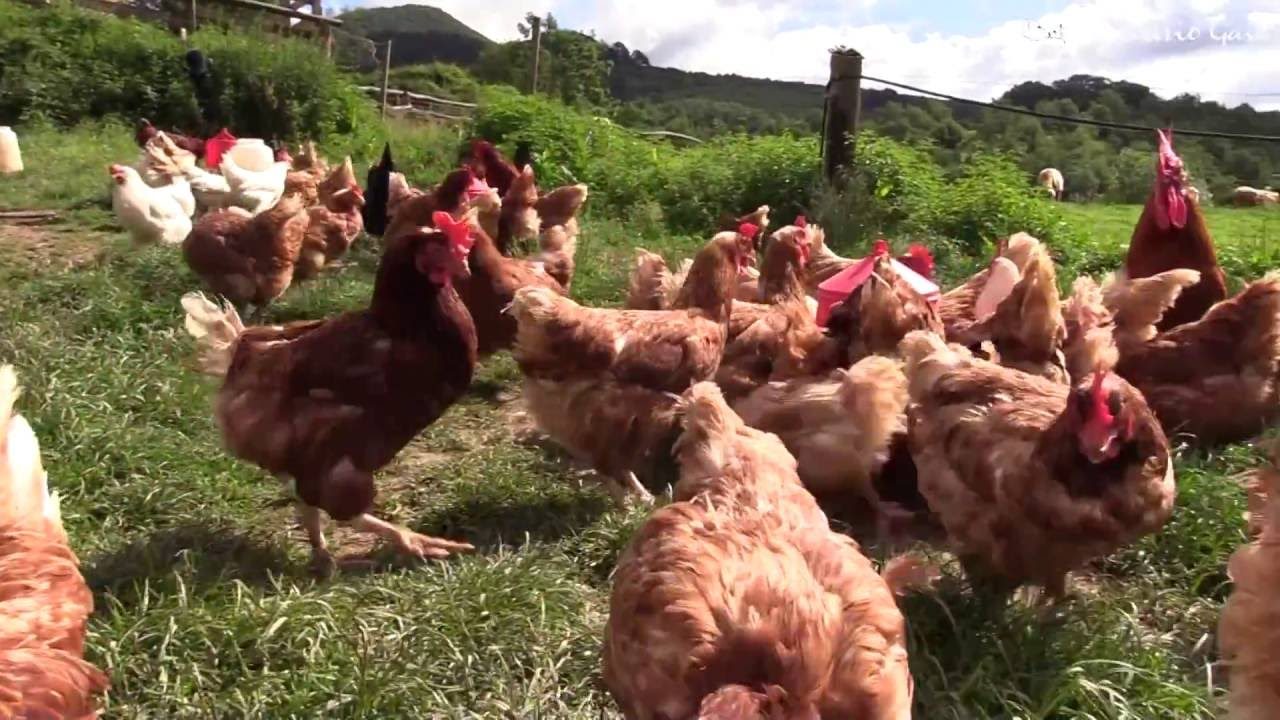 “Ladri di polli” fanno man bassa: rubate nella notte 60 galline in un’azienda