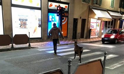 I cani sono passati di moda... e ora, a spasso, si porta la capra