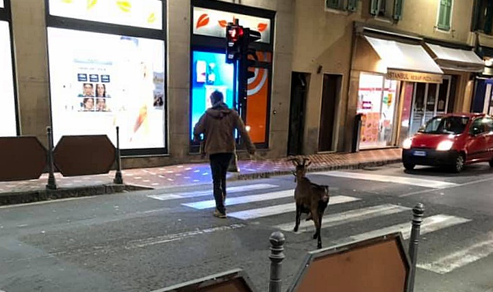 I cani sono passati di moda… e ora, a spasso, si porta la capra