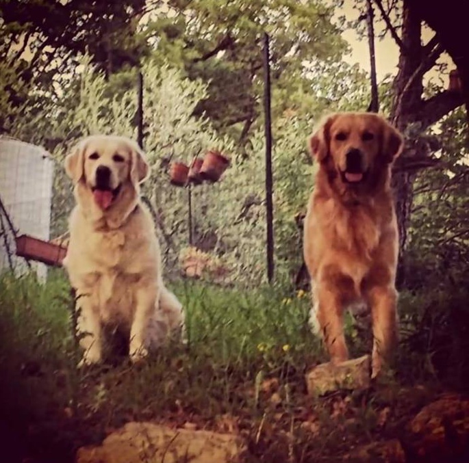 Appello urgente per due cani scomparsi