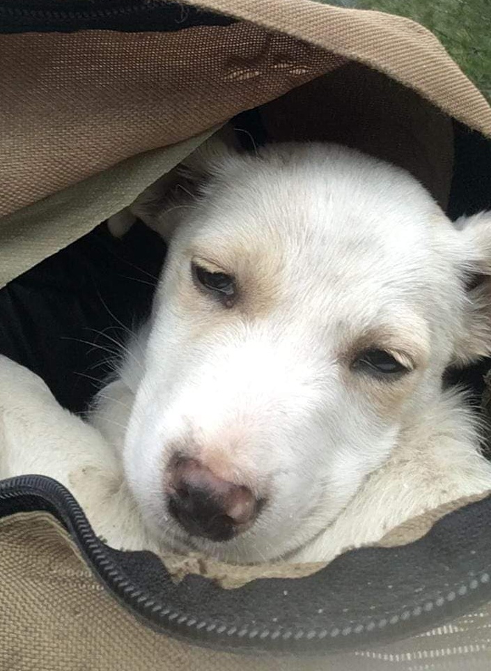 Cuccioli abbandonati vicino discarica: uno è scappato