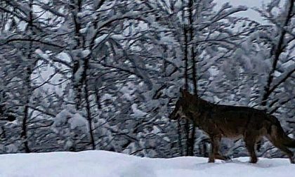 Lupi a Monesi dopo la neve: ma potrebbe trattarsi di una fake news