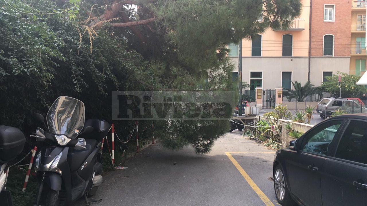 Crolla un albero, sfiorata la tragedia a Sanremo