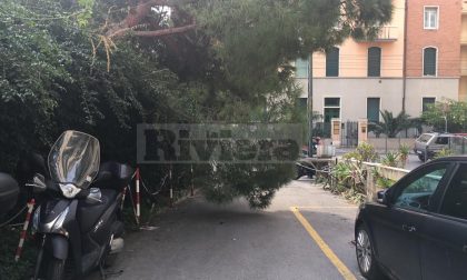 Crolla un albero, sfiorata la tragedia a Sanremo