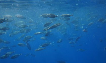 I bambini di San Bartolomeo al Mare a lezione di biologia marina