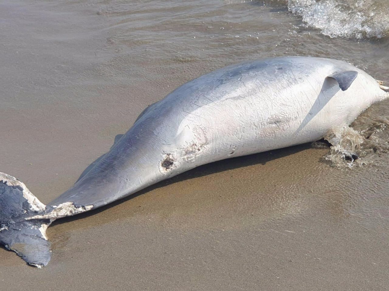 Spiaggiato un delfino in zona Tre Ponti a Sanremo