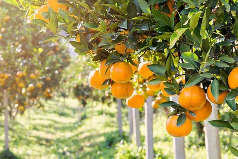 Corso di frutticoltura Slow Food