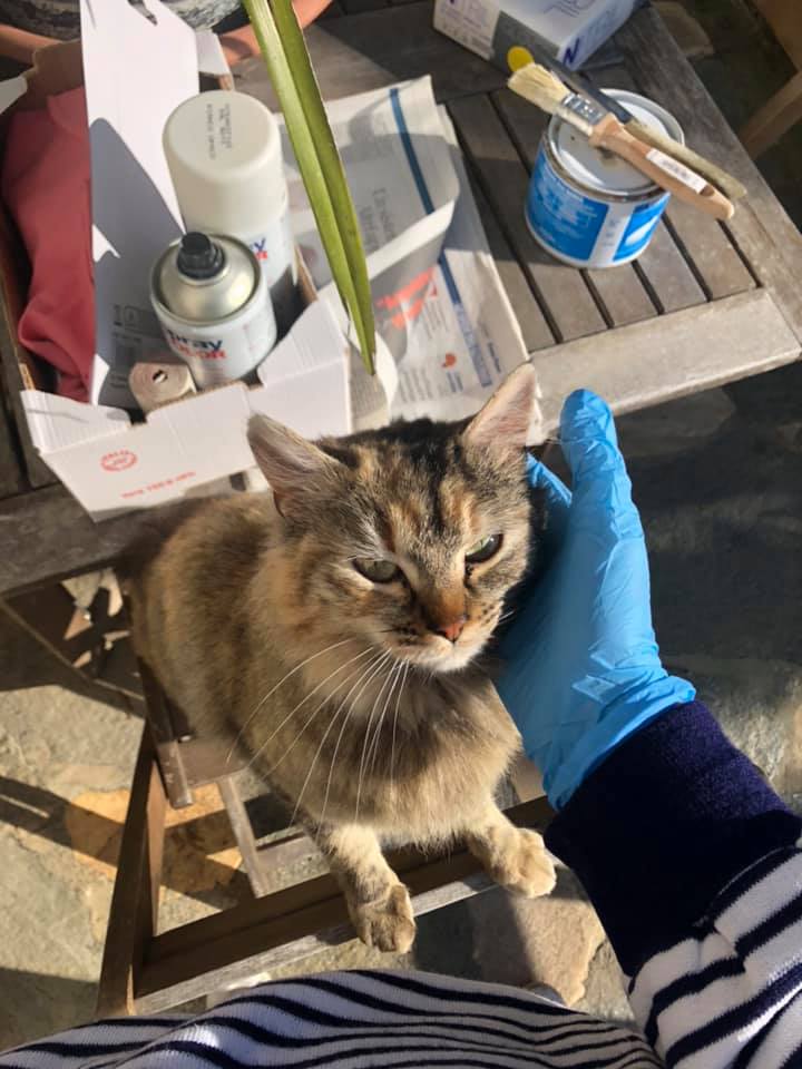 Rapita per essere adottata La storia della gattina Jenny