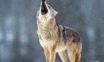 Piano conservazione e gestione del lupo in Italia: no abbattimenti selettivi