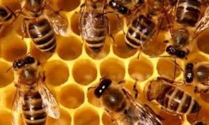 La finta primavera sveglia in anticipo le api liguri: "situazione preoccupante"