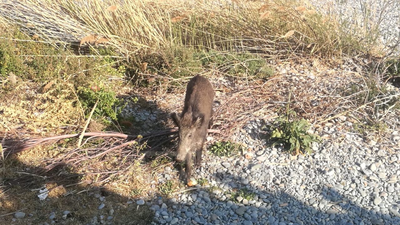 Nervia adotta un cinghiale e lo chiama “Marcello”