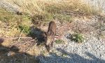 Nervia adotta un cinghiale e lo chiama "Marcello"