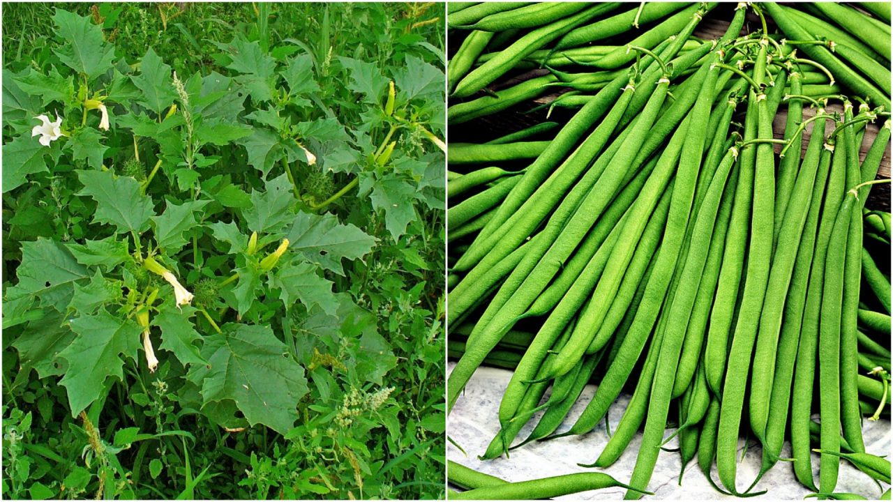 Il Ministero della Salute richiama fagiolini per presenza di stramonio