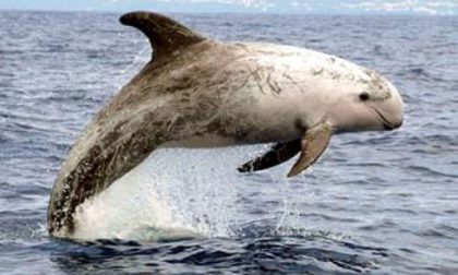 Cetacei: il grampo è tornato a popolare le acque della Liguria