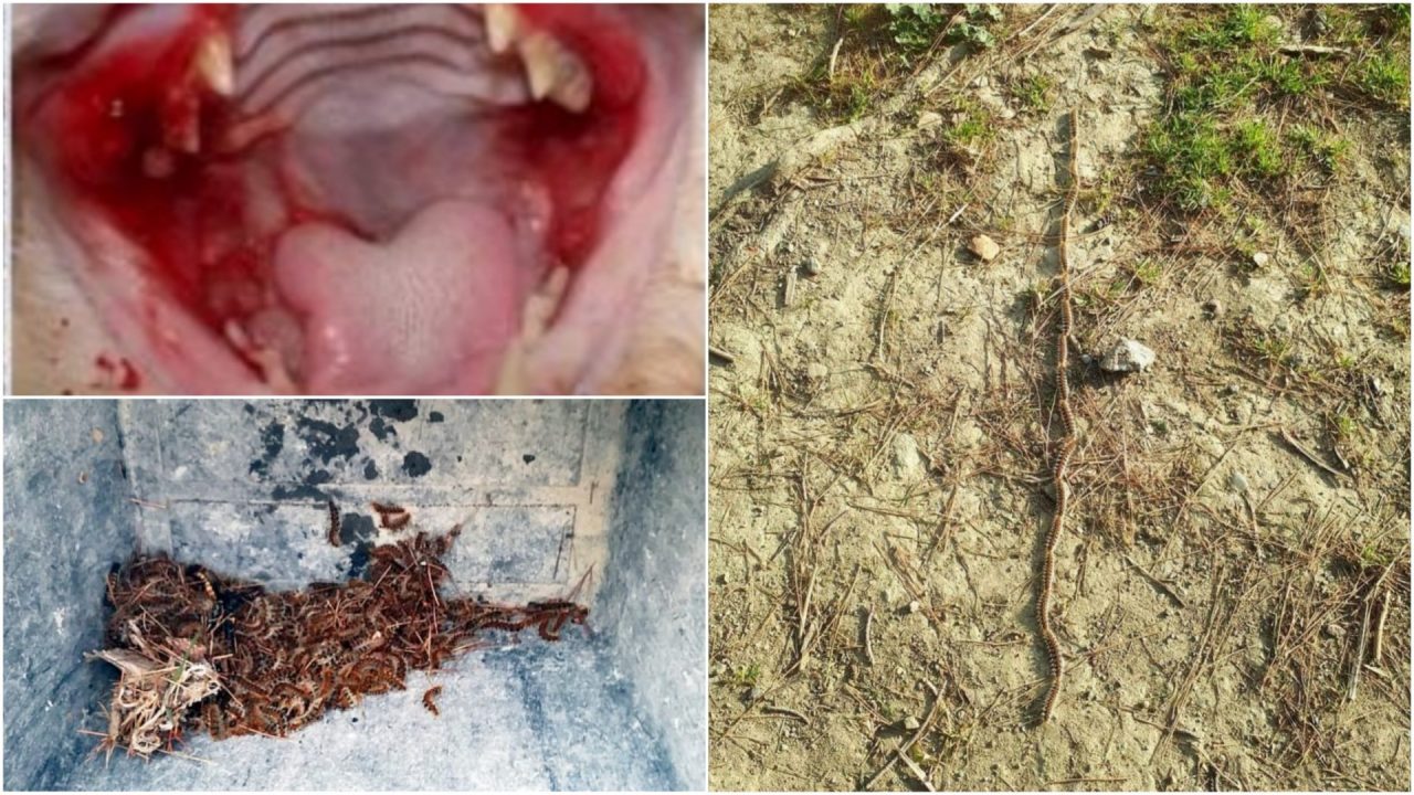 Attenzione, processionaria nell’area cani. Il parassita può essere letale per gli amici a quattro zampe