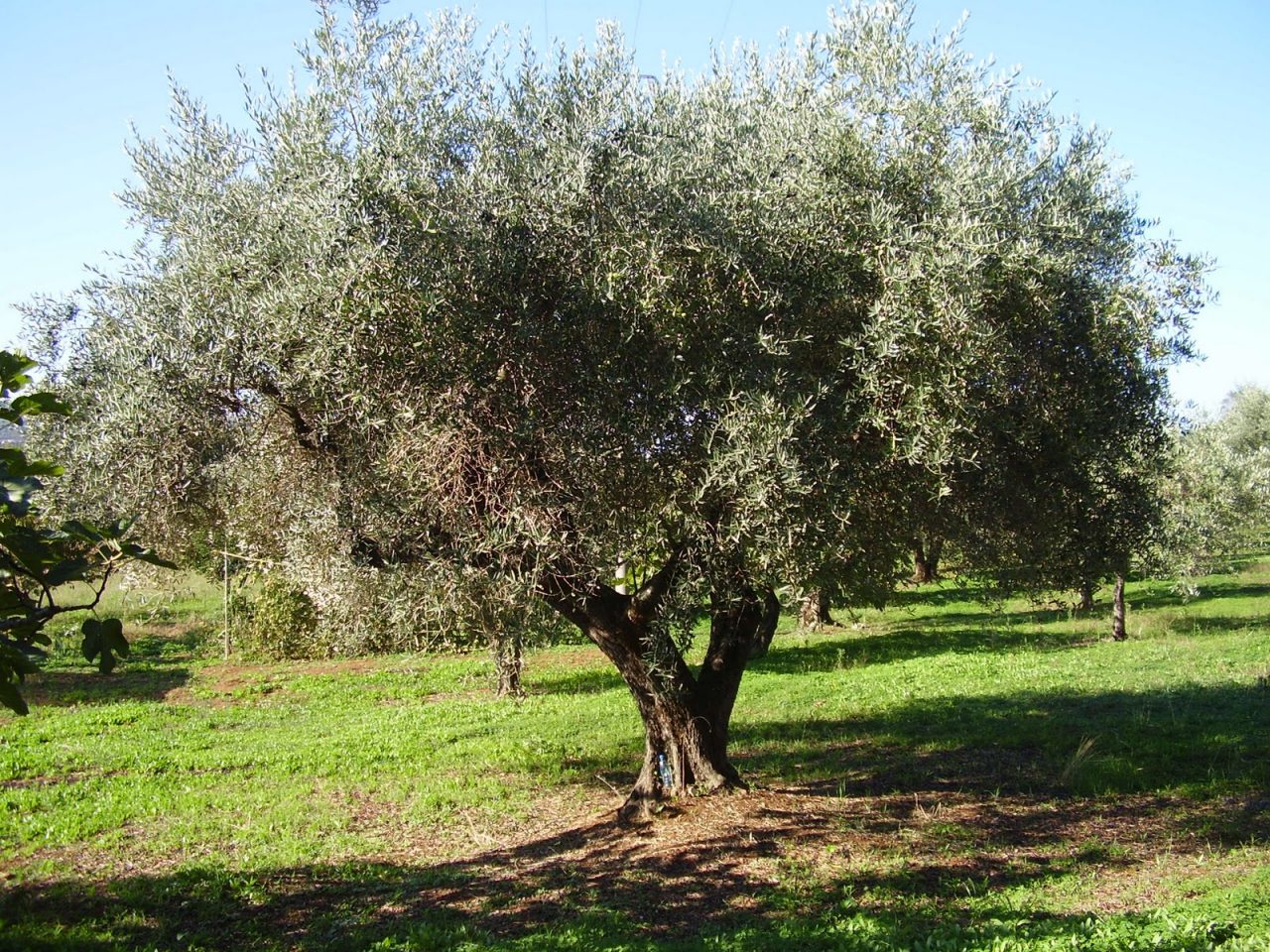 Camminata tra gli Olivi a Ranzo, un viaggio nel paesaggio dell’olio