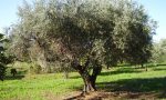 La Liguria è ancora Xylella Free. Nessun riscontro dalle analisi