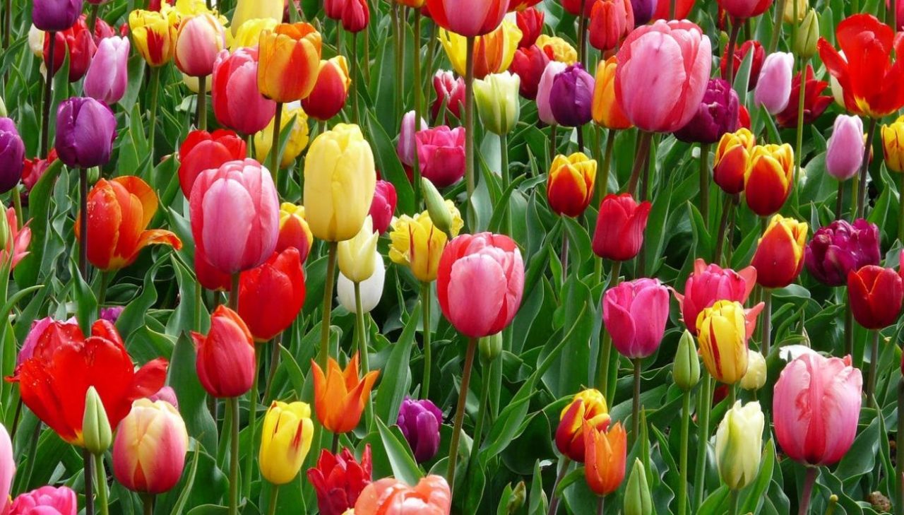 Equinozio di primavera 2019: la nuova stagione è già arrivata oggi