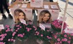 Oltre 700 piante di fiori rosa distribuite dalla Lilt