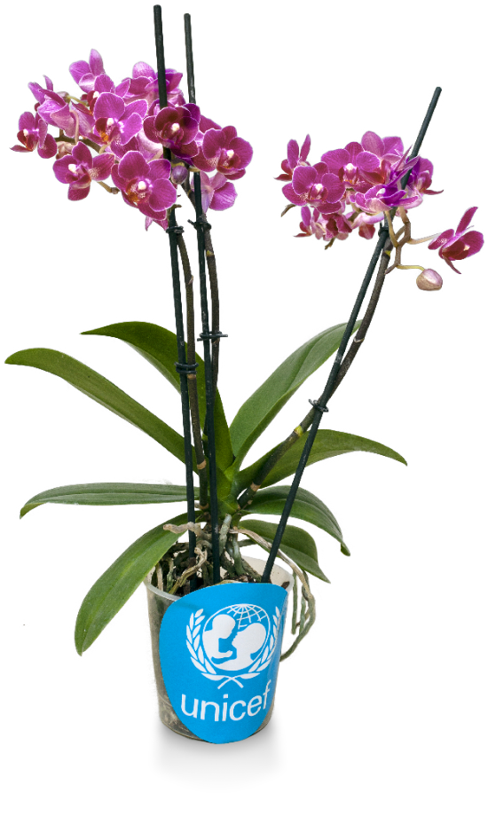 Ventimiglia aderisce all’iniziativa Orchidea Unicef