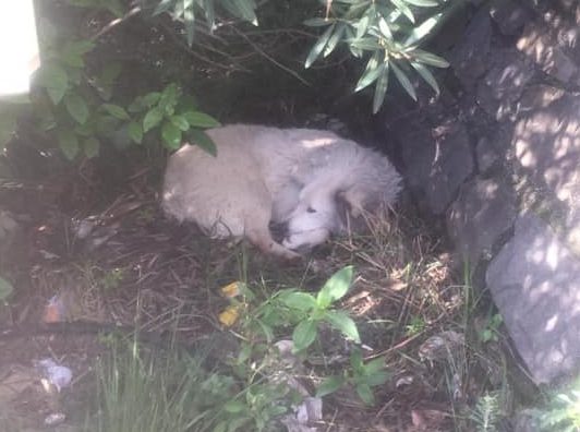 Due cani sull’Aurelia Bis: investito pastore maremmano, l’altro è scappato