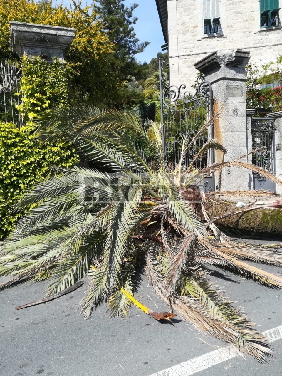 Crolla una palma sulla via Romana a Bordighera