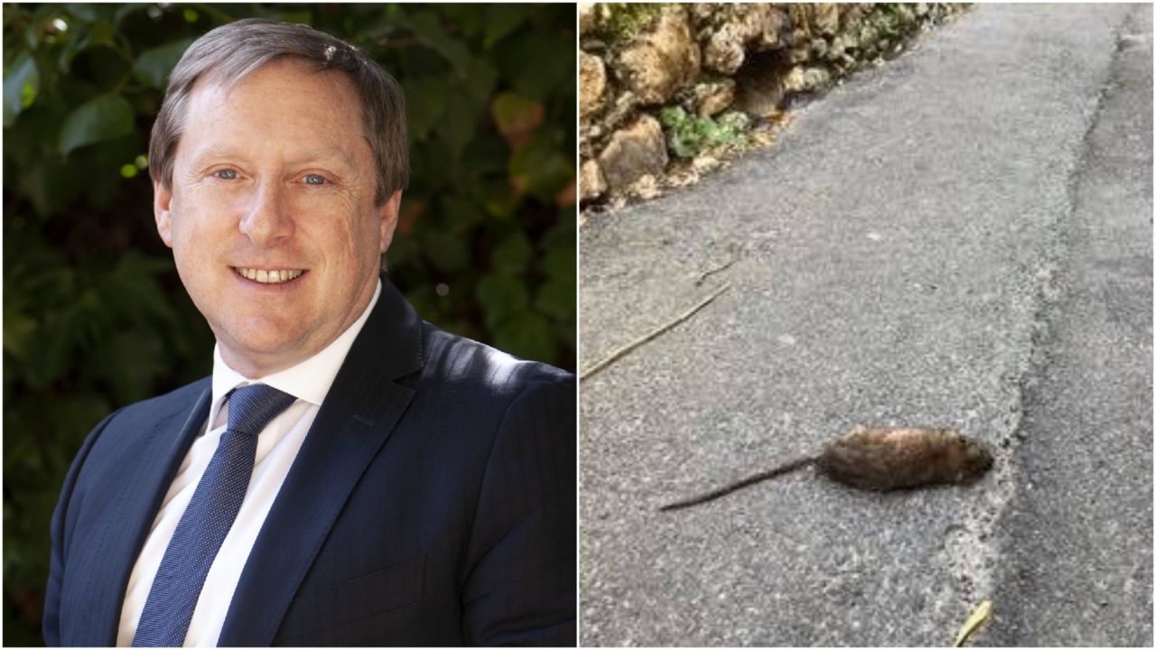 Andrea Artioli, candidato Lega per Tommasini: “Topi e gabbiani sguazzano nella spazzatura”