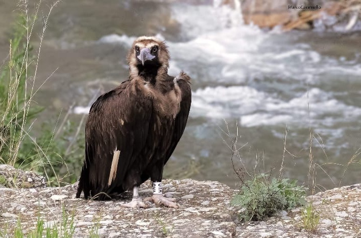 Avvoltoio greto torrente Impero