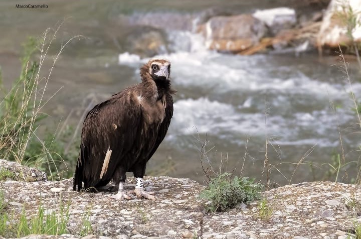 Avvoltoio greto torrente Impero1