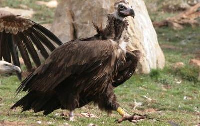 LIPU cerca aiuto per rintracciare l'avvoltoio Lavande in fuga dalla Francia
