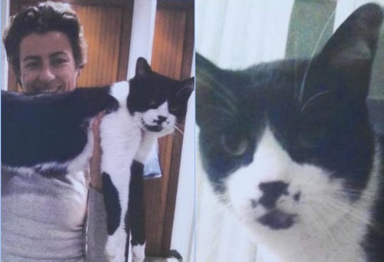 Bordighera: chi ha visto Ginetto, gattone bianco e nero?