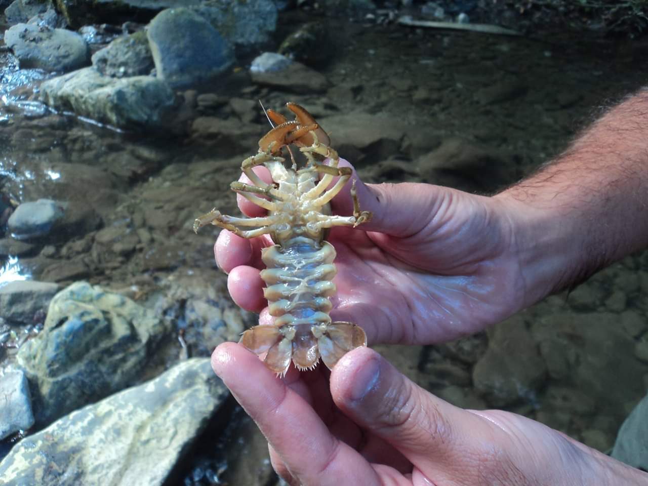 Un ricco patrimonio faunistico e botanico nelle nostre Alpi del Mare