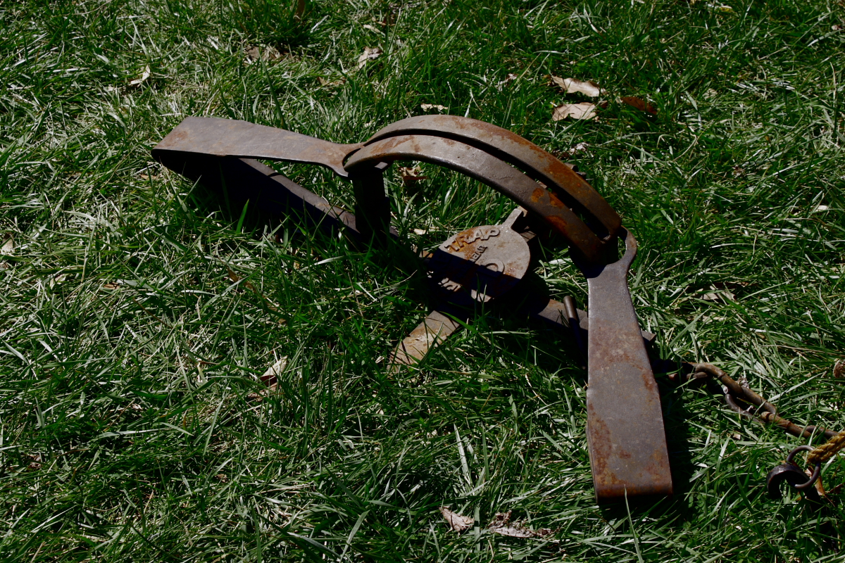 Con la tagliola cattura un cane, denunciato 30enne