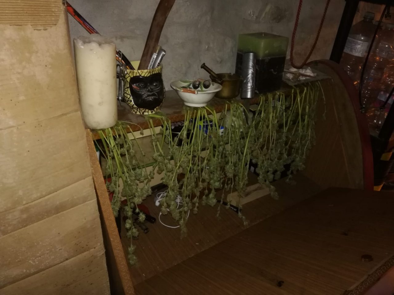 Una serra di marijuana allestita in cantina nel cuore della Pigna. Sanremese arrestato