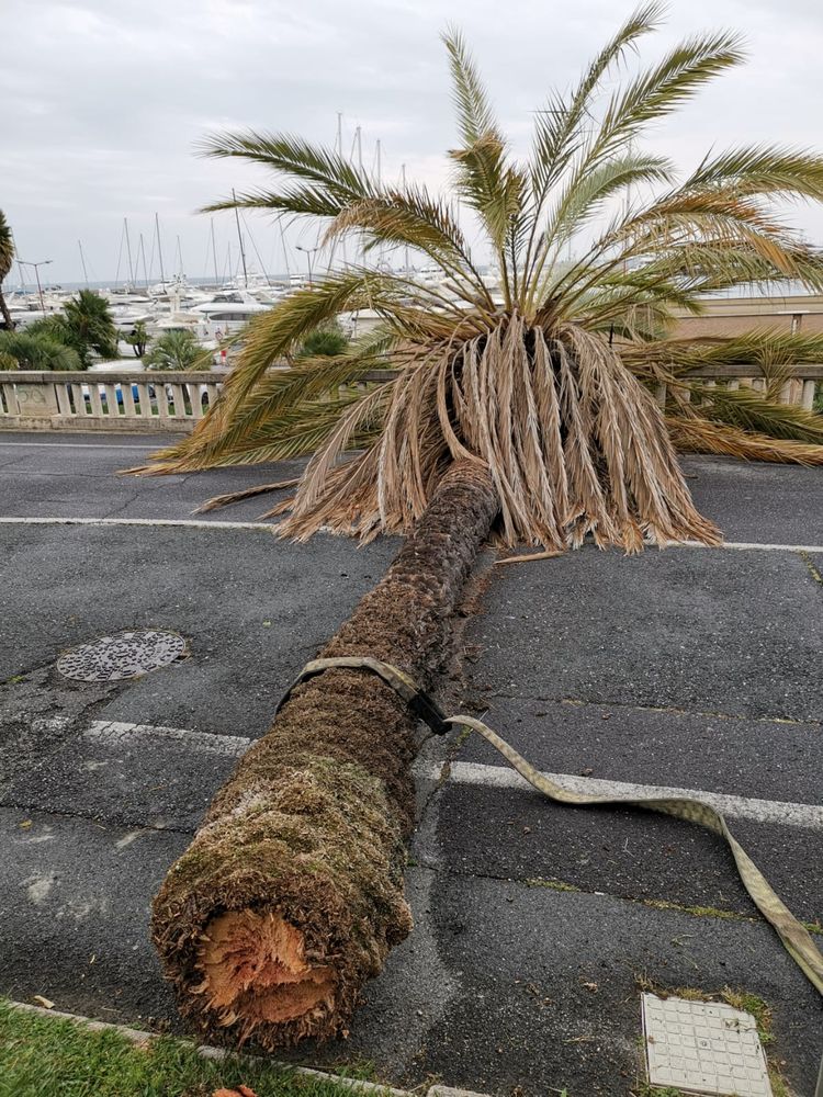 Palma caduta Sud est 1