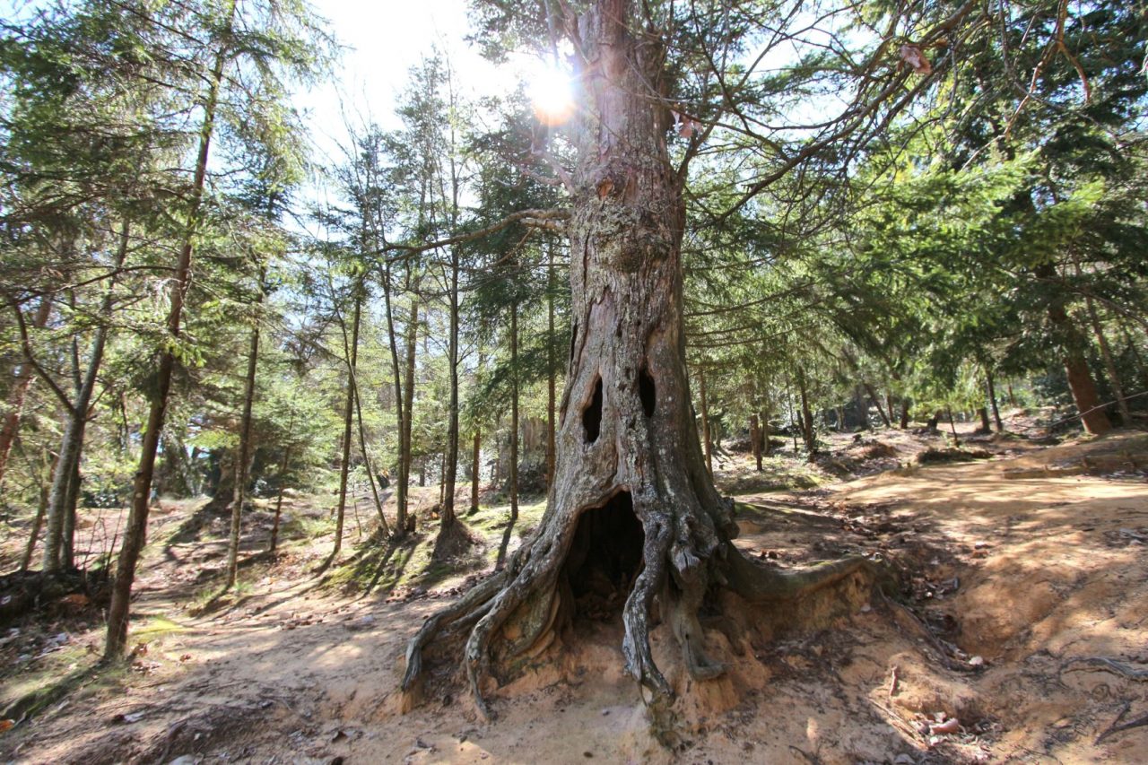 Arianna Pavan vince il concorso fotografico dedicato a Monte Bignone