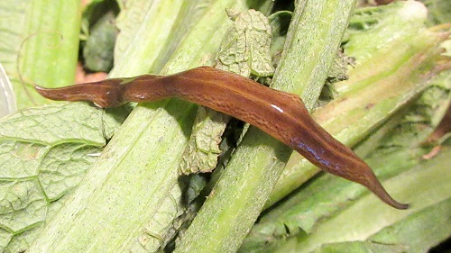 Obama il verme killer dei lombrichi vive pure in Costa Azzurra