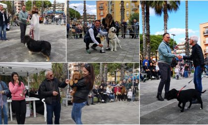 Esposizione cinofila a San Bartolomeo, la classifica dei cani premiati. Il più bello è Josè