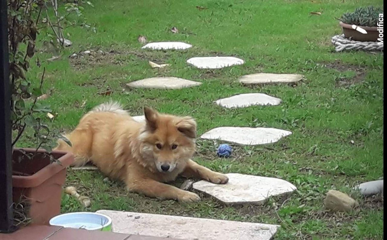 Cucciolo  abbandonato in una piazzola dell’A10