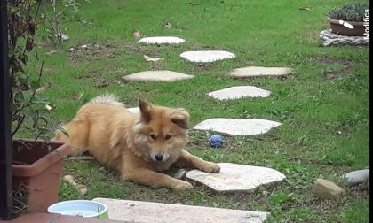 Cucciolo  abbandonato in una piazzola dell'A10