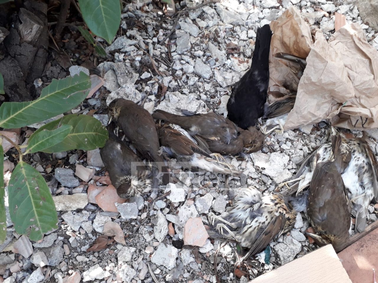 Scoperti undici uccellini gettati vicino all’isola ecologica