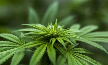 Cannabis: la priorità è chiudere gli shop per tutelare i nostri figli