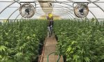 Coltivare cannabis per recuperare le serre e terreni abbandonati