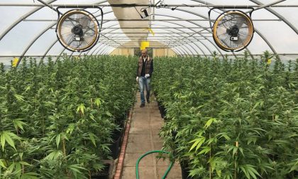 Cannabis light: "Ma anche se coltiviamo, adesso chi compra?"