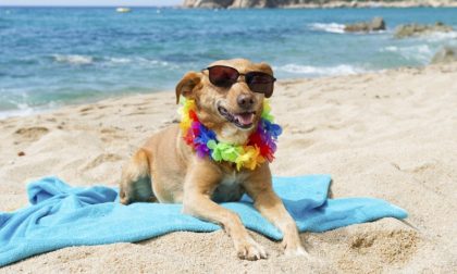 Nuova spiaggia per cani a Pian di Poma