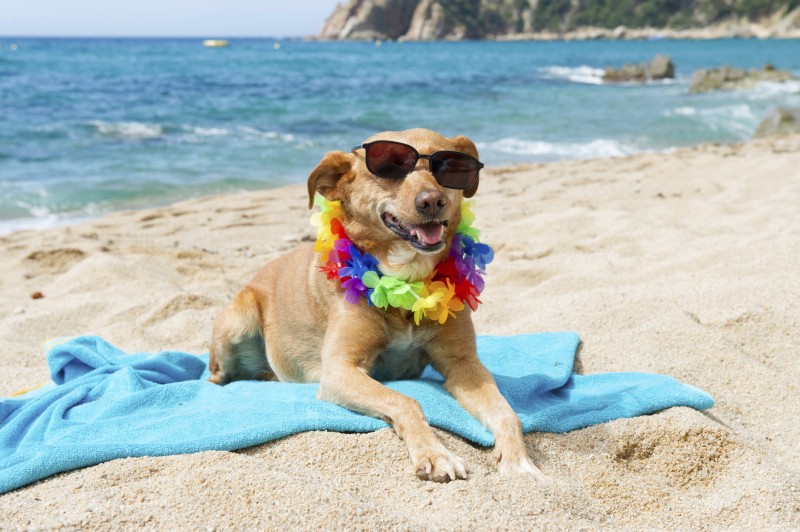 Confesercenti lancia la campagna “Love Dog”