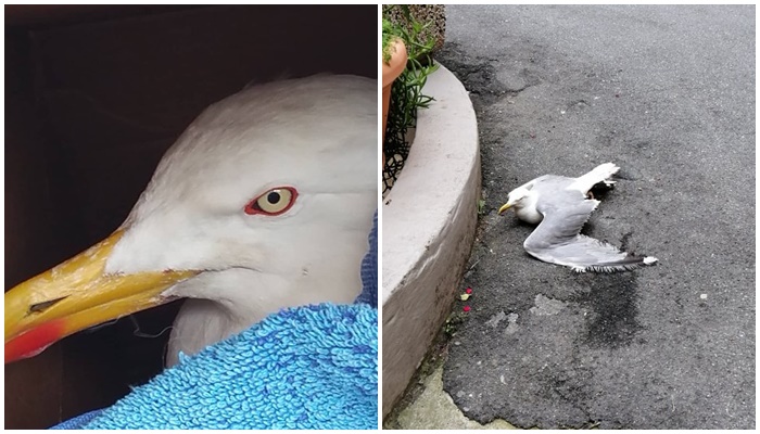 Gabbiano con l’ala spezzata soccorso da un ristoratore in centro a Sanremo