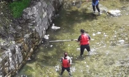 Salvati 3 cigni intrappolati nella diga in val Roya, altri sono introvabili
