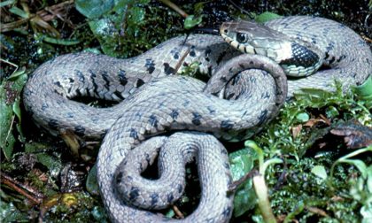 Avvistato serpente di oltre due metri nel torrente Impero. Leggenda o realtà?